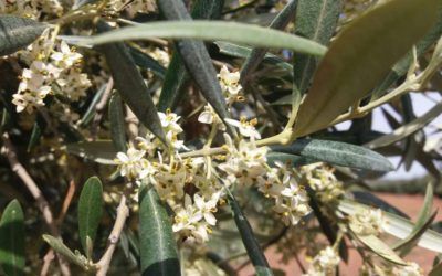 THE FLOWERING